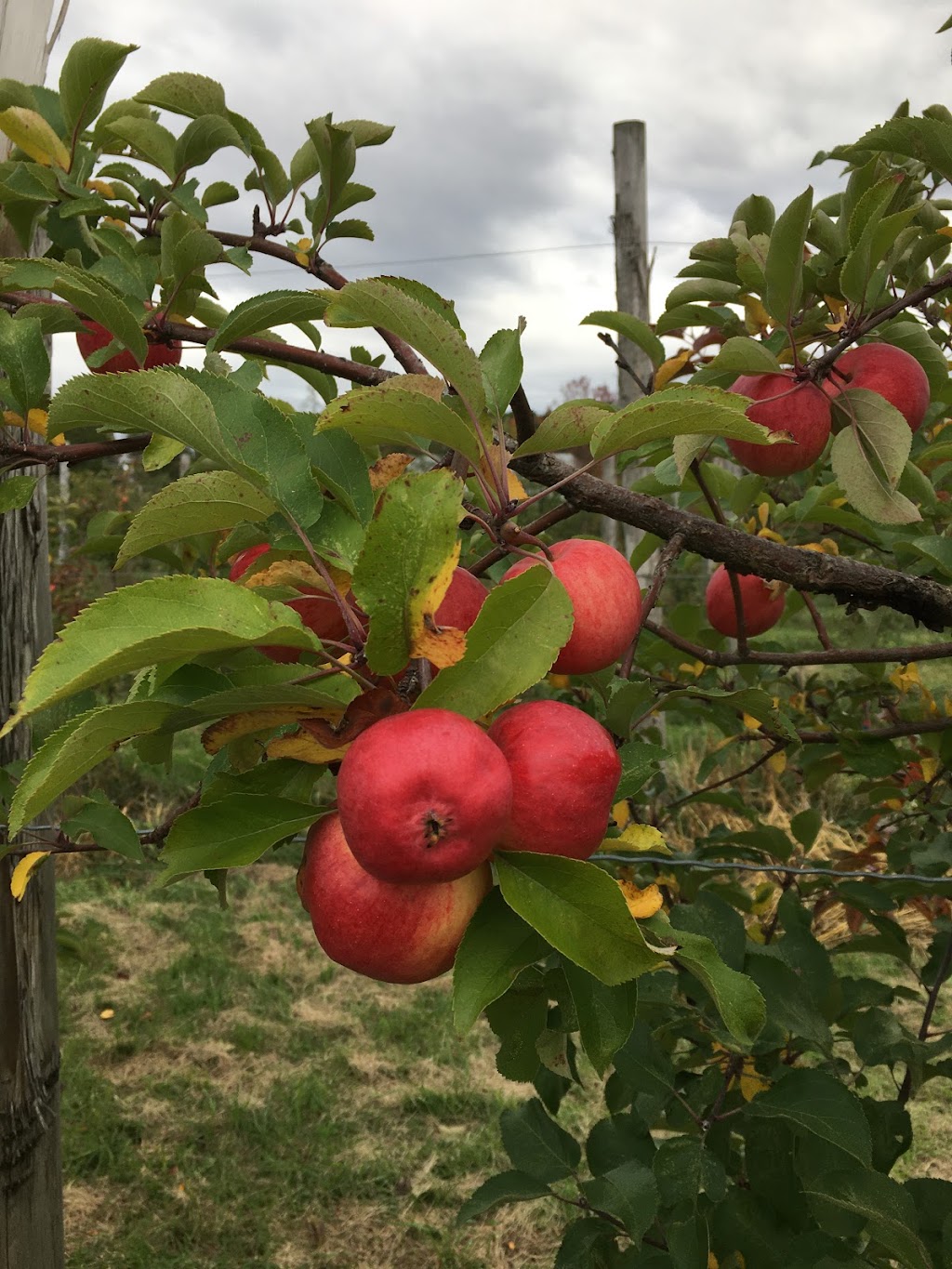 Verger Domaine Villeneuve | 1862 Chem. Principal, Saint-Joseph-du-Lac, QC J0N 1M0, Canada | Phone: (514) 617-0886