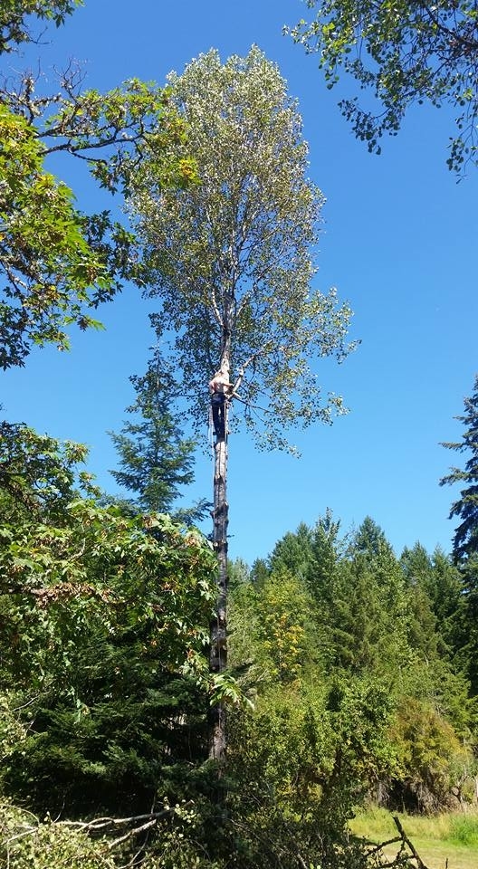 Errington Tree Service | 1255 Englishman River Rd, Errington, BC V0R 1V0, Canada | Phone: (250) 668-7044