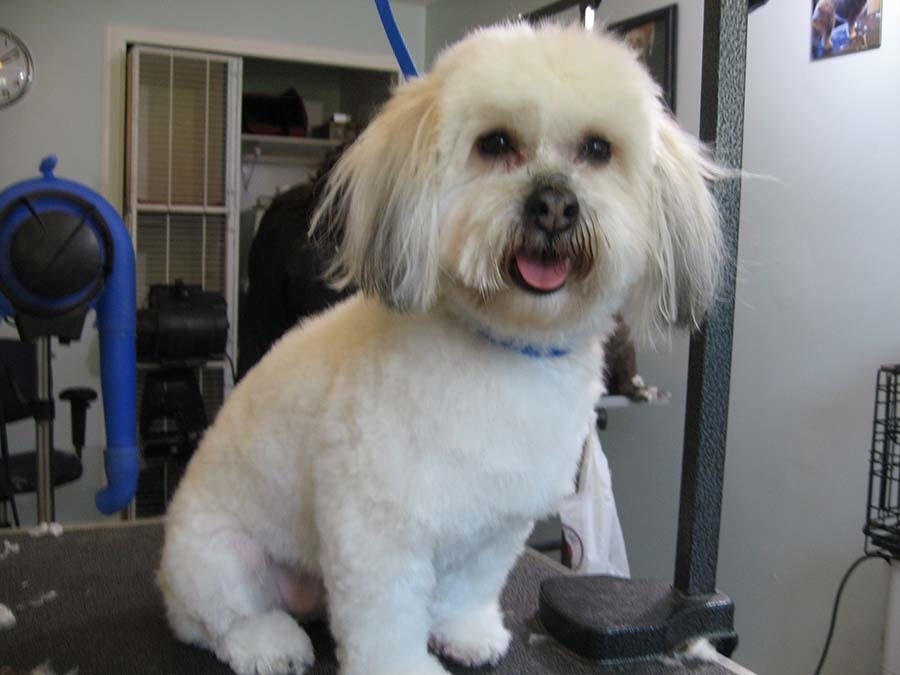 Heads To Tails Pet Grooming | 20319 36b Ave, Langley, BC V3A 2S3, Canada | Phone: (778) 837-5506