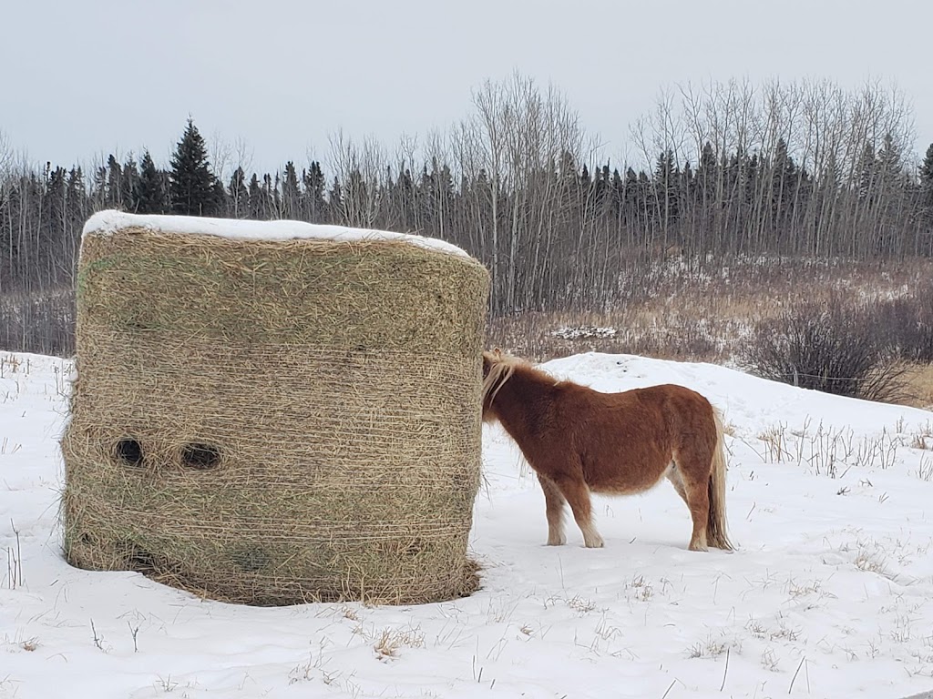 Brooks Family Farms | Range Rd 73, Evansburg, AB T0E 0T0, Canada | Phone: (780) 668-1943