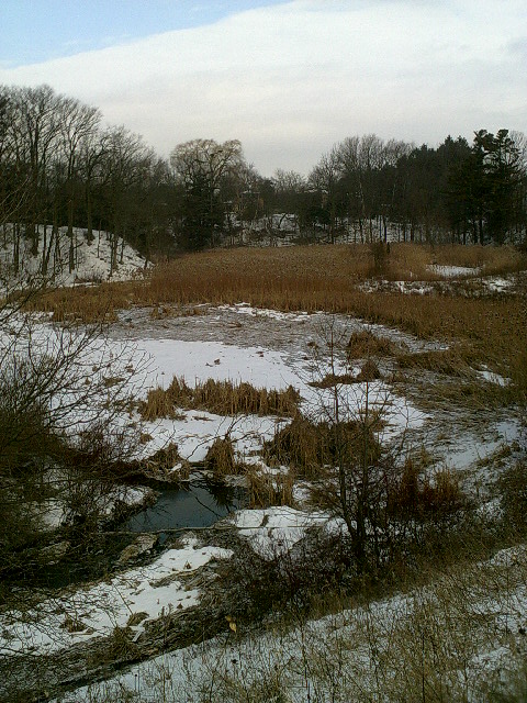 Stevenson Swamp | 6 Holmcrest Trail, Scarborough, ON M1C 1V5, Canada