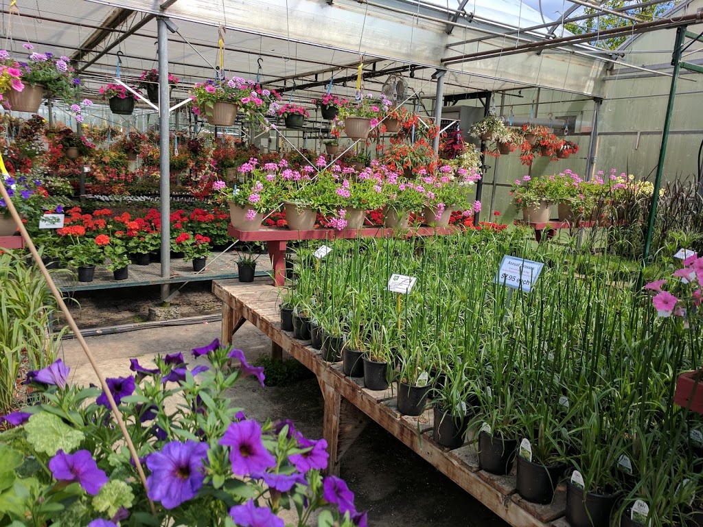 South Cooking Lake Greenhouses | 22324 Hwy 14, Sherwood Park, AB T8C 1H4, Canada | Phone: (780) 922-6765