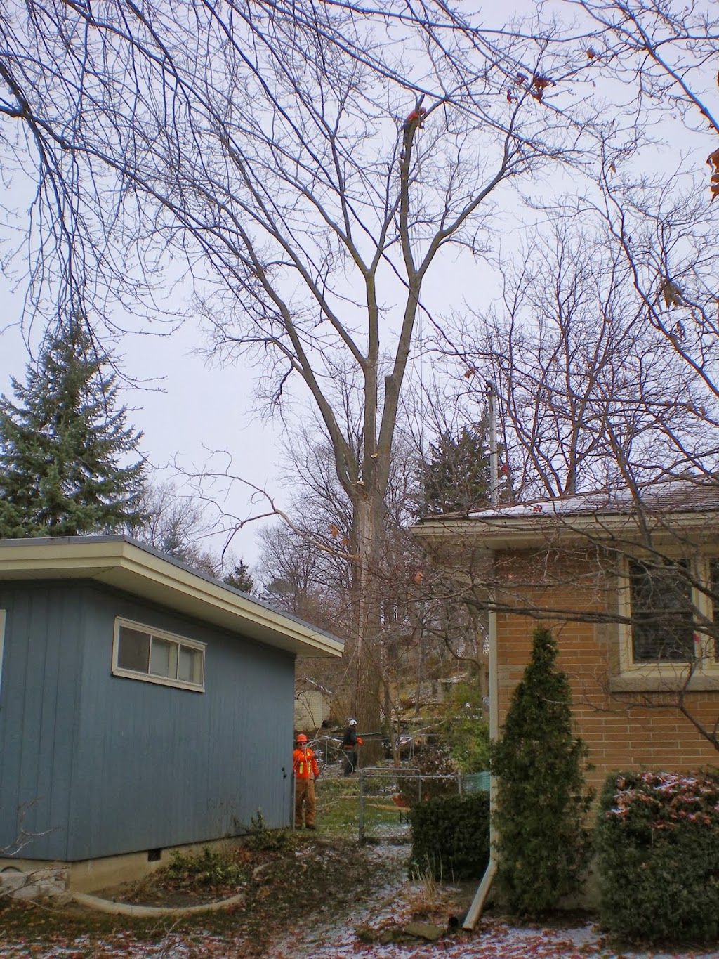 Oakhill Tree Service Ltd. | 40 Helen Ave, Brantford, ON N3T 6A1, Canada | Phone: (519) 751-3483