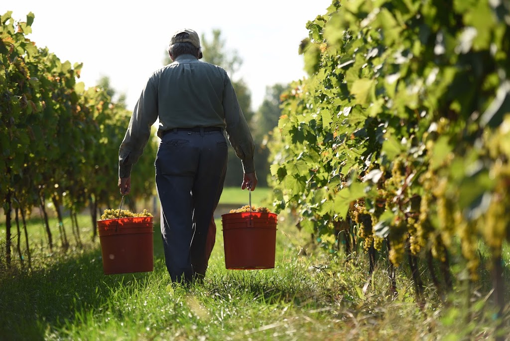 Vignobles Saint-Rémi | 2045 Rang Notre Dame, Saint-Rémi, QC J0L 2L0, Canada | Phone: (514) 240-1482