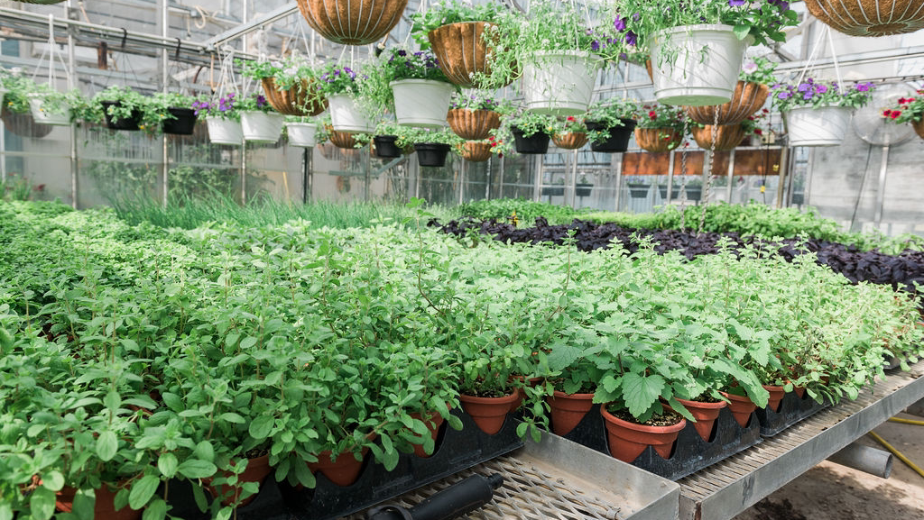 Field Station Greenhouse & Farm Shop | 695 Schafer Side Rd, Delhi, ON N4B 2W6, Canada | Phone: (647) 448-4826