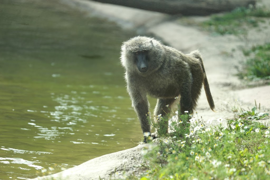 Baboon House | 361A Old Finch Ave, Scarborough, ON M1B 5K7, Canada | Phone: (416) 392-5929