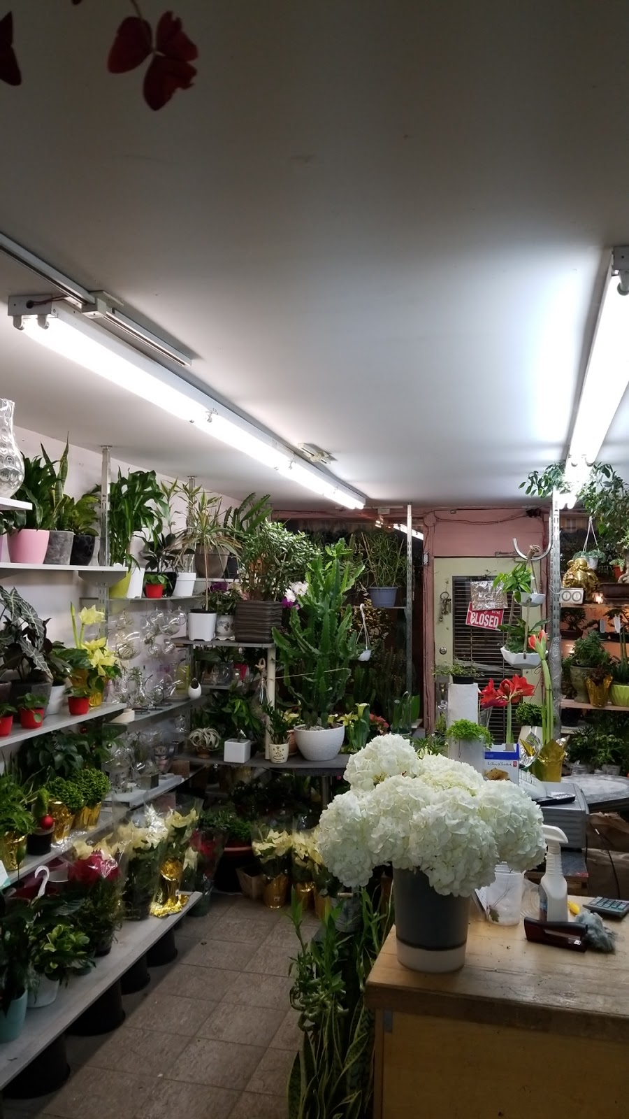 Shaw Flowers & Gifts | 1068 Dundas St W, Toronto, ON M6J 1W8, Canada | Phone: (416) 409-1882