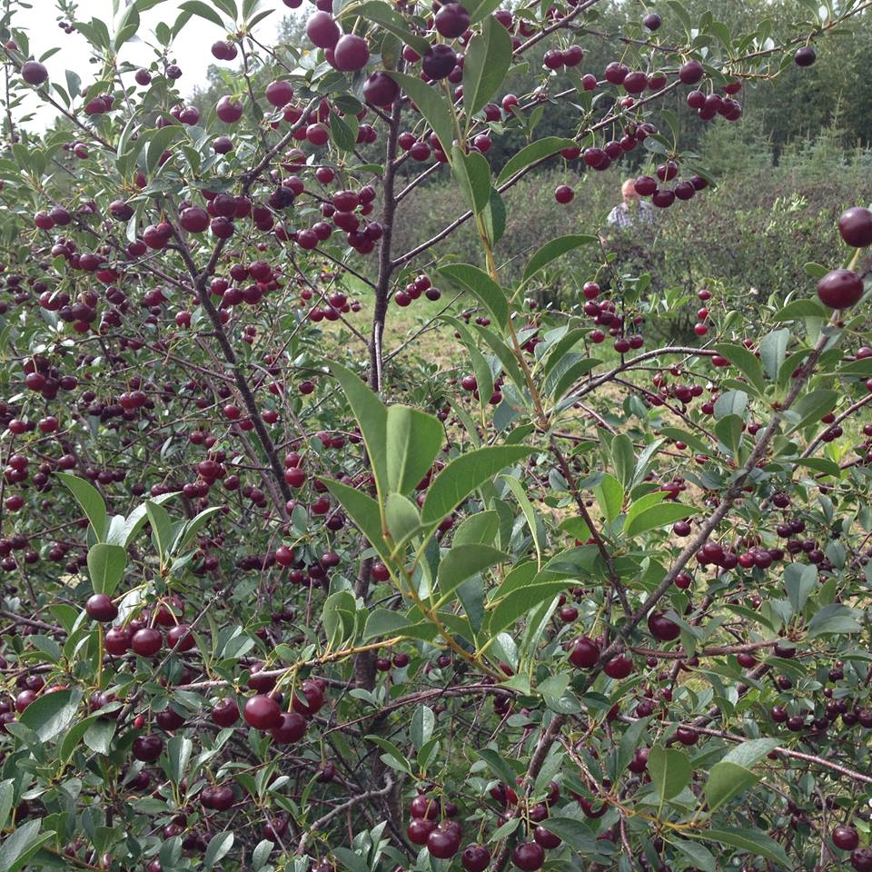 Prairie Berry Farm | 51220 Range Rd 213, Sherwood Park, AB T8G 1G1, Canada | Phone: (780) 662-7669