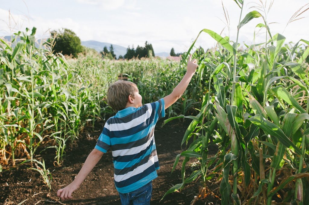 Chilliwack Corn Maze & Pumpkin Farm | 41905 Yale Rd W, Chilliwack, BC V2R 4J4, Canada | Phone: (604) 845-5284