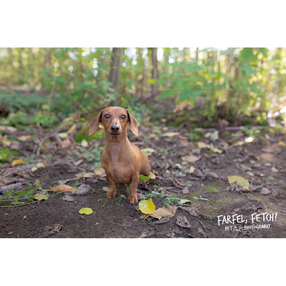 Farfel, Fetch! Pet Photography | 20176 68 Ave, Langley, BC V2Y 2X7, Canada | Phone: (778) 878-0959