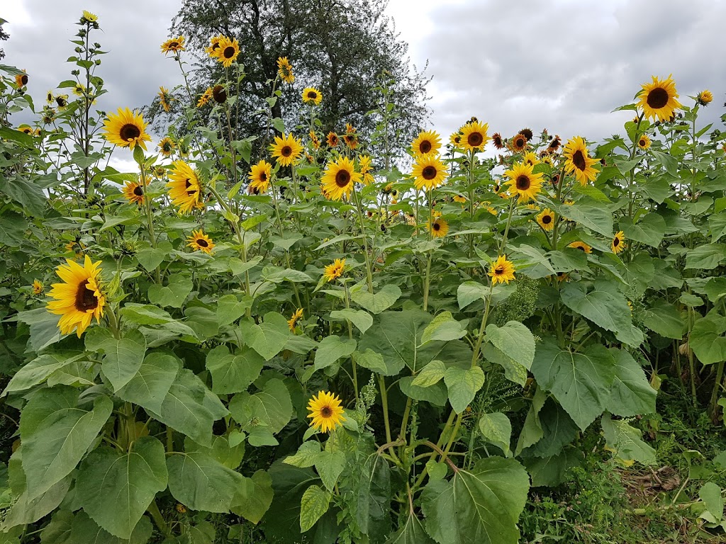 Natures Bounty Farm | 651 Scugog Line 2, Port Perry, ON L9L 1B3, Canada | Phone: (905) 985-2096