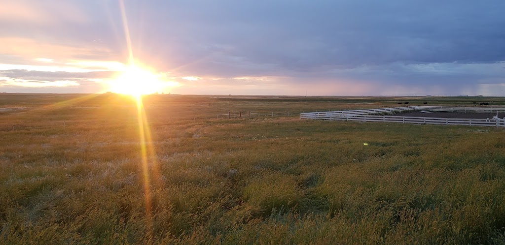 Steppingstone Stables | 201048 Twp Rd 11 #4, Iron Springs, AB T0K 1G0, Canada | Phone: (403) 634-6565