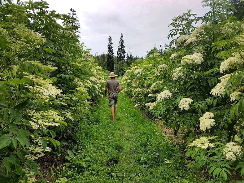 Elderberry Grove | 540 97B Hwy NE, Salmon Arm, BC V1E 1X5, Canada | Phone: (250) 515-4311