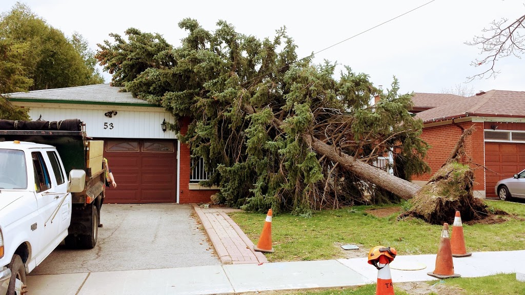 Majestic Maple Tree Service & Property Maintenance Ltd. | 15 Prouse Dr, Brampton, ON L6V 3A3, Canada | Phone: (289) 752-6222