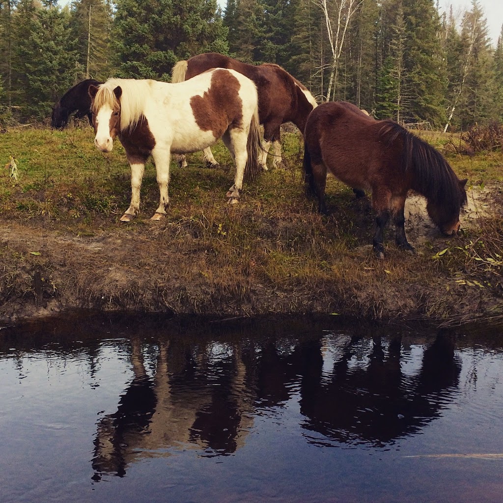 Falcon Beach Ranch | Lot 83, Barren Lake Road, Falcon Lake, MB R0E 0N0, Canada | Phone: (204) 349-2410