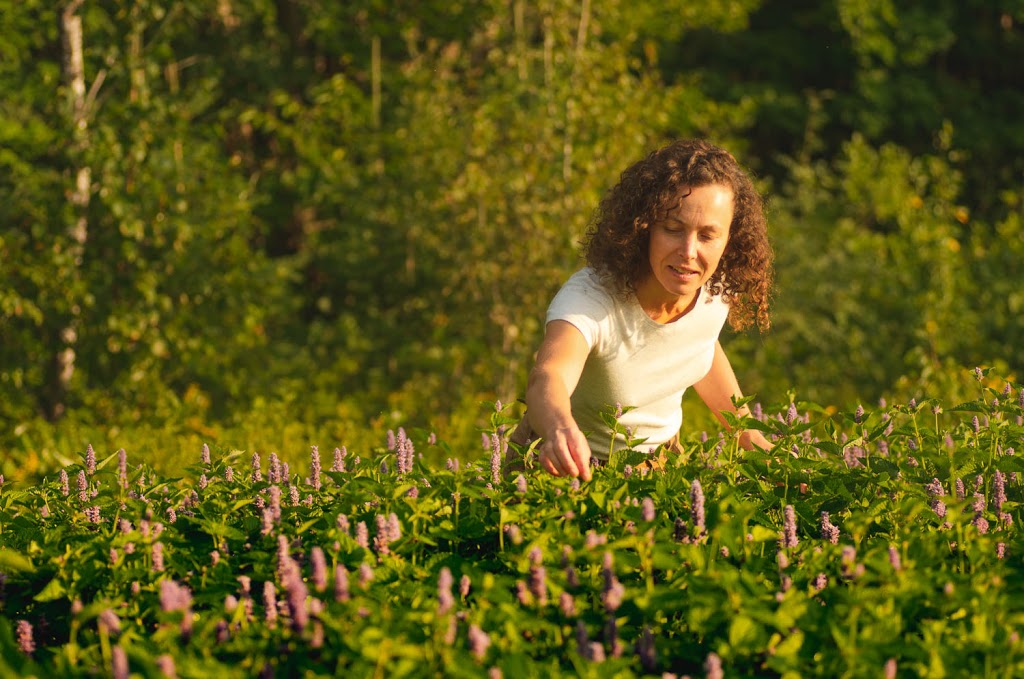 Tante Agastache | 483 Rue de la Mairie, Sainte-Émélie-de-lÉnergie, QC J0K 2K0, Canada | Phone: (450) 886-2545