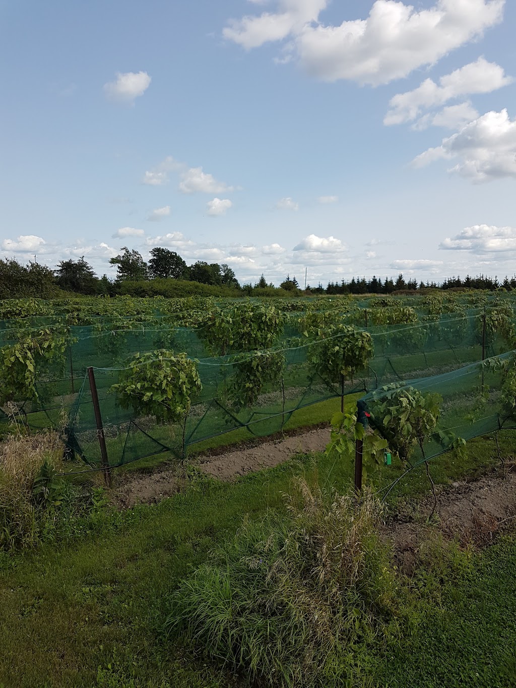 Sugar Woods Experimental Vineyards | 2Y0, 12 Line Rd, Wolfe Island, ON K0H 2Y0, Canada | Phone: (613) 385-2088