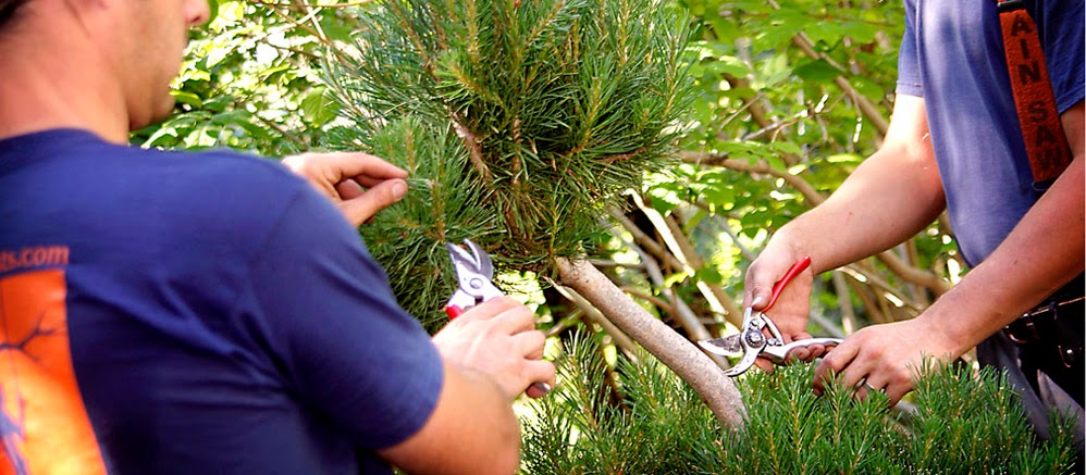 Alberta Arborists | 5480 Meridian St NW, Edmonton, AB T6P 1R3, Canada | Phone: (587) 415-7617