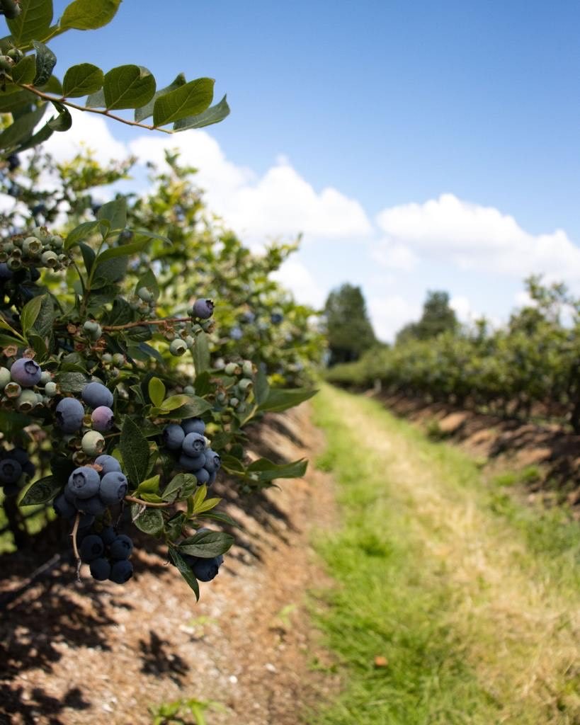 Blueberry farm | 4674 176 St, Surrey, BC V3S 0L5, Canada | Phone: (778) 869-8220