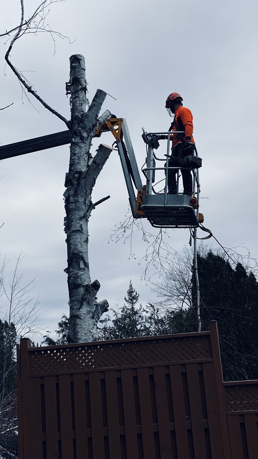 Deep River Tree Service | ON-17, Deep River, ON K0J 1P0, Canada | Phone: (613) 281-8081