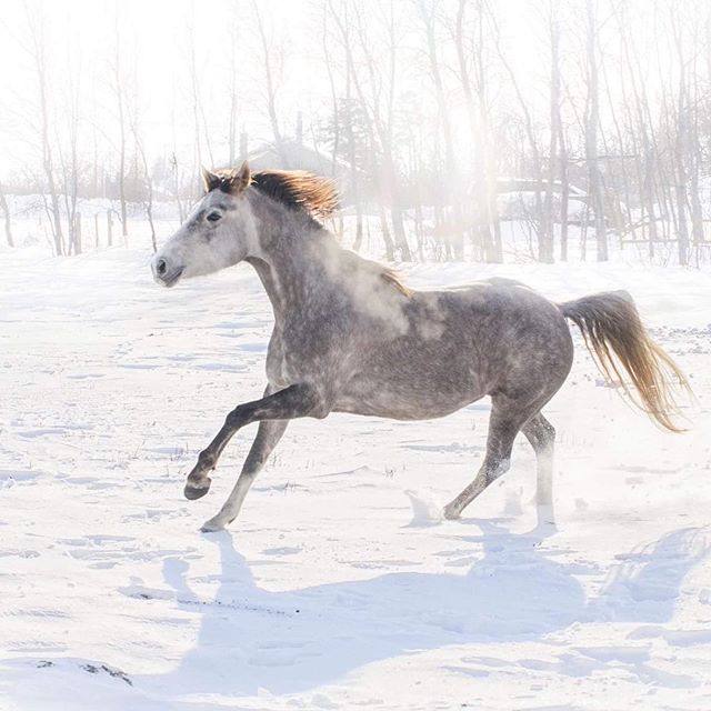 Maplewood Farms by EquineFirst | 950 Ponemah Rd, Winnipeg Beach, MB R0C 3G0, Canada | Phone: (204) 223-3074