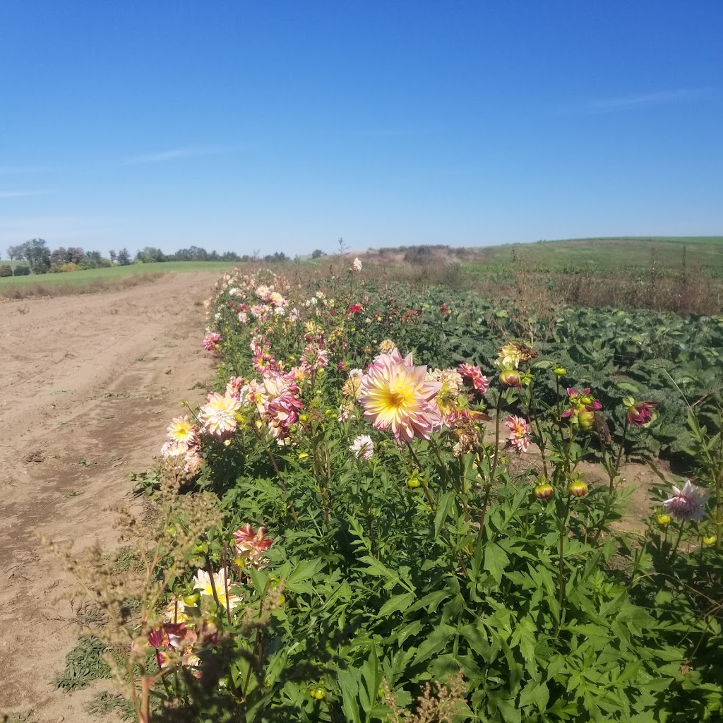 Nith Valley Organics | 936754 Blenheim Rd, Plattsville, ON N0J 1S0, Canada | Phone: (519) 696-3136