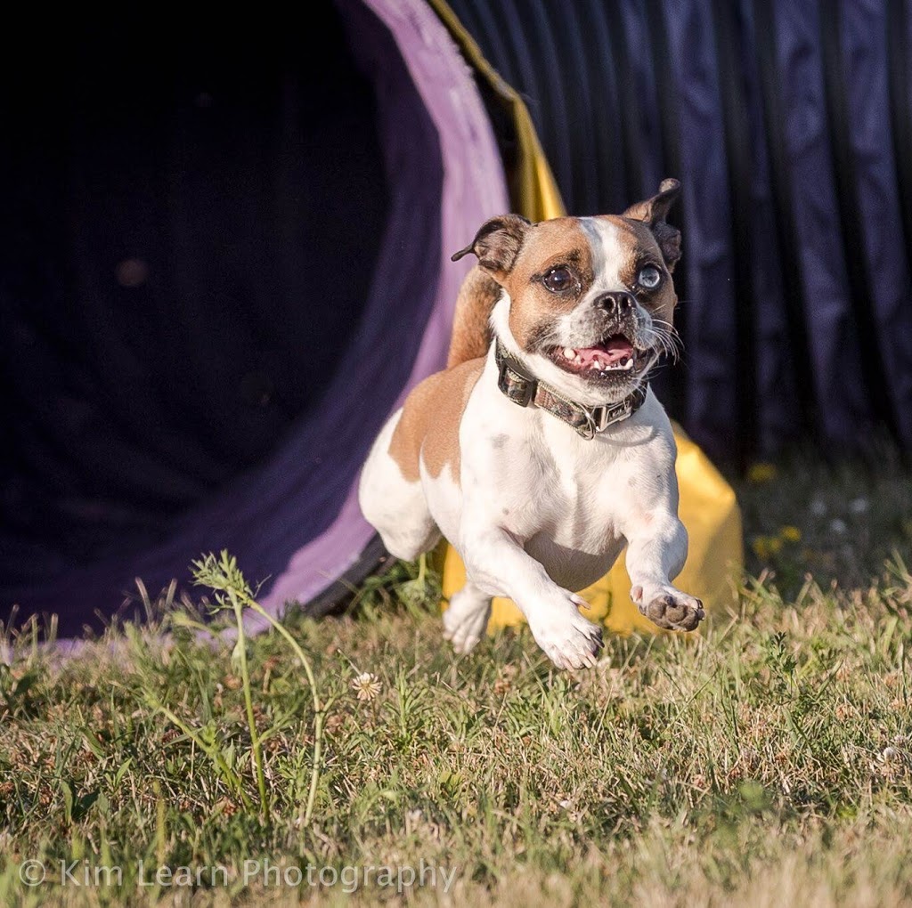 Sit Down and Stay Dog Training School | 208 Doans Ridge Rd, Welland, ON L3B 5N4, Canada