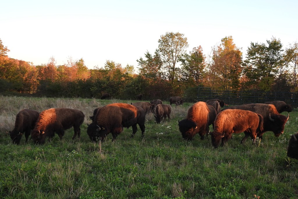 Snowy Creek Bison | 259105 Sarawak Keppel Townline, Kemble, ON N0H 1S0, Canada | Phone: (519) 374-3862