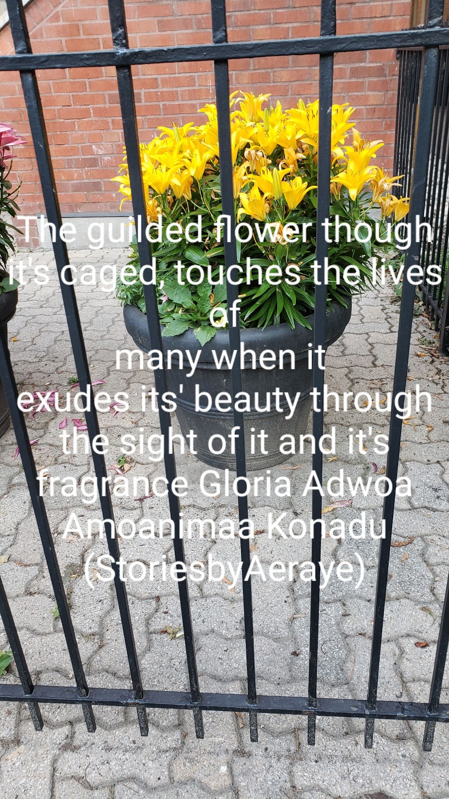 Gloria A. A. Konadu (Stories by Aeraye) | 28 Ballyshire Dr, Brampton, ON L6P 2V6, Canada | Phone: (647) 274-9510