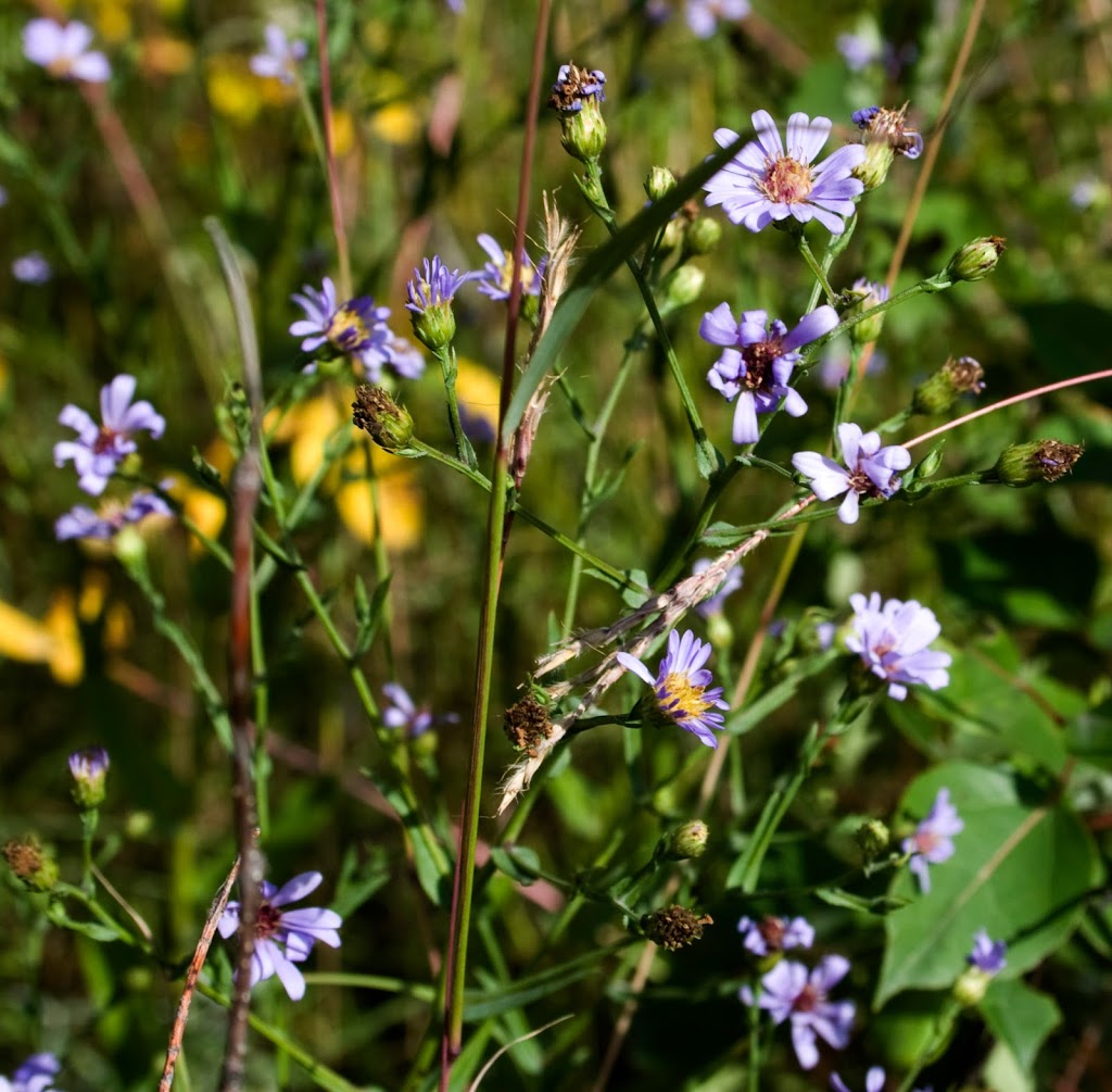 Living Prairie Museum/Park | 2795 Ness Avenue, Winnipeg, MB R3J 3S4 Ness Ave, Winnipeg, MB R3J 3S4, Canada | Phone: (204) 832-0167