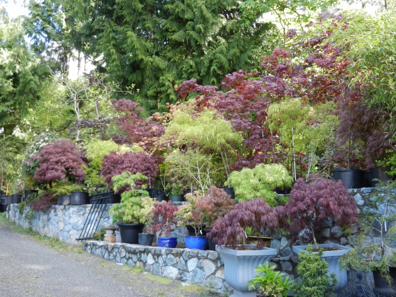 Peninsula Flowers Nursery | 8512 W Saanich Rd, North Saanich, BC V8L 5W1, Canada | Phone: (250) 652-9602