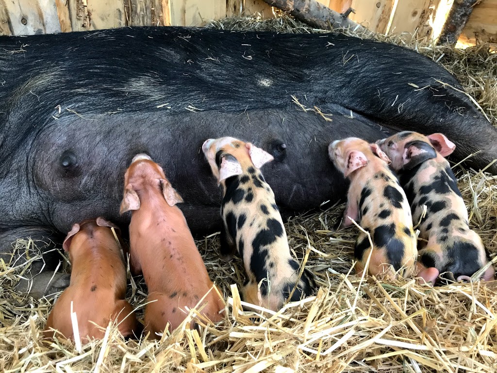 Deça Deci - Ferme agrotouristique | 298 rte 263 sud, Marston, QC G0Y 1G0, Canada | Phone: (819) 214-5152