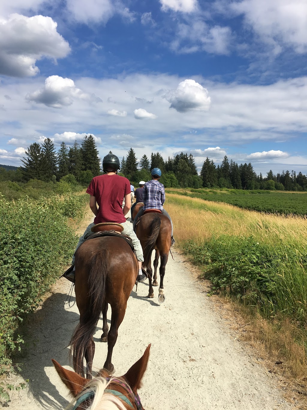 Leghorn Ranch Trail Rides & Hay Sales | 20254 Old Dewdney Trunk Rd, Pitt Meadows, BC V3Y 1Z1, Canada | Phone: (778) 886-1343
