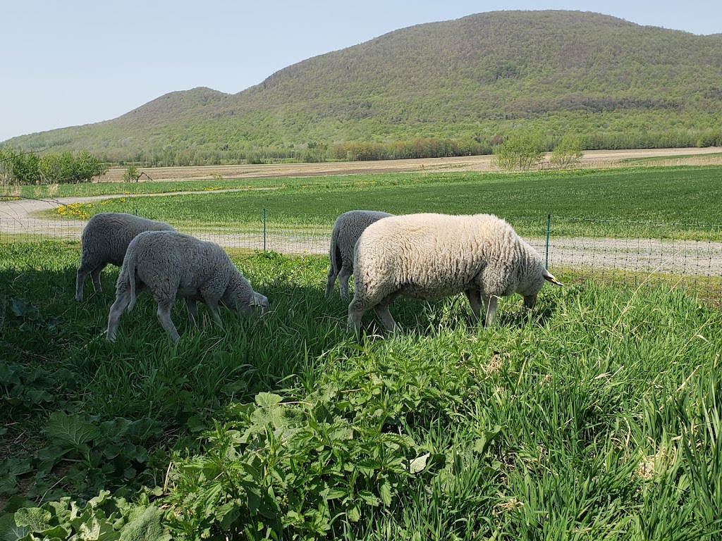 Ferme des Canailles | 1420 Rang de la Rivière N, Saint-Jean-Baptiste, QC J0L 2B0, Canada | Phone: (514) 581-4565