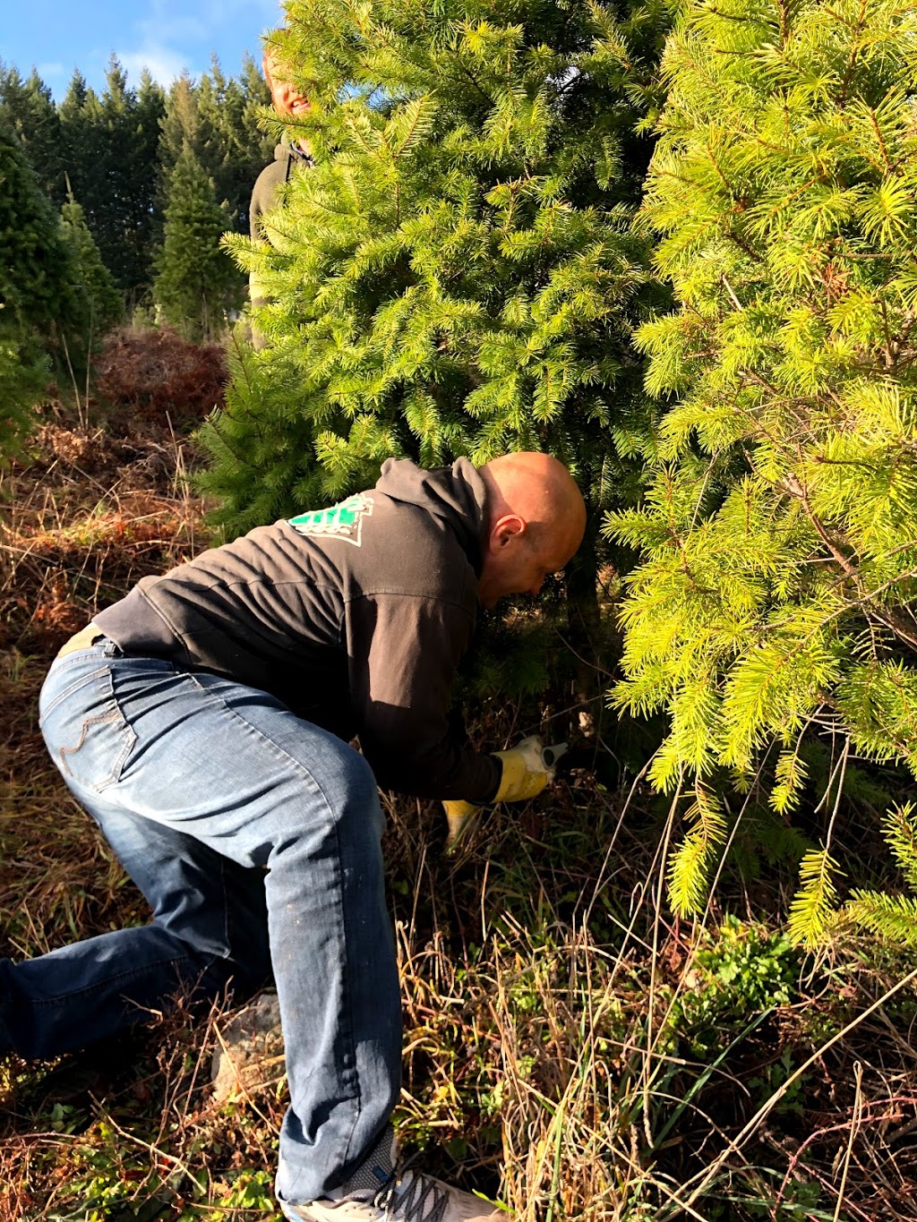 Gogos Christmas Tree Farm | 2625 S Forks Rd, Nanaimo, BC V9X 1H3, Canada | Phone: (250) 754-2276