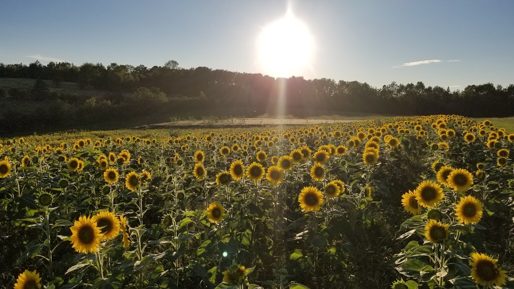 Nova Scotias Sunflower Maze | 792-1338, Nova Scotia Trunk 1, Falmouth, NS B0P 1L0, Canada | Phone: (902) 790-0542