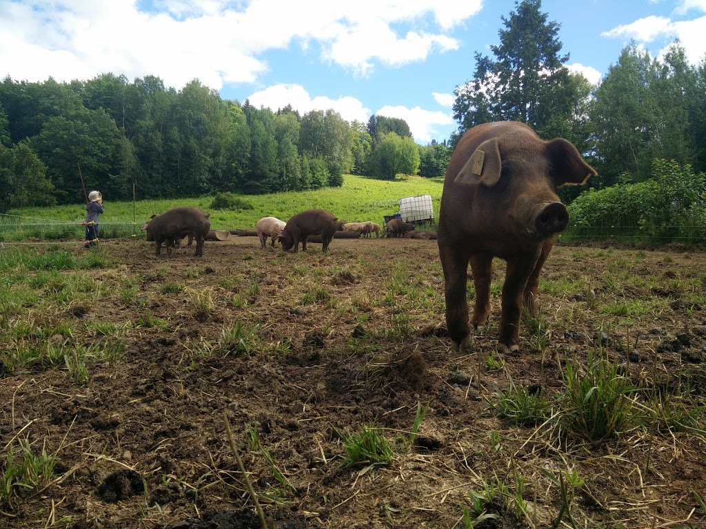 Ferme des Arpents roses | 1200 Rang Saint Albert, Sainte-Mélanie, QC J0K 3A0, Canada | Phone: (450) 758-0687