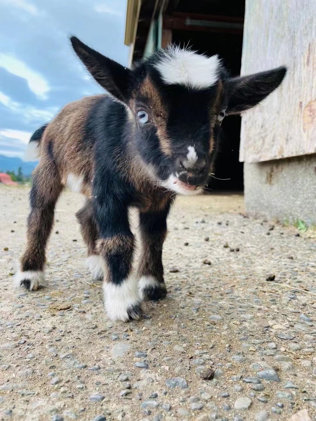 Misty Meadows Farm | 4805 Wilson Rd, Duncan, BC V9L 6L6, Canada | Phone: (778) 676-9666