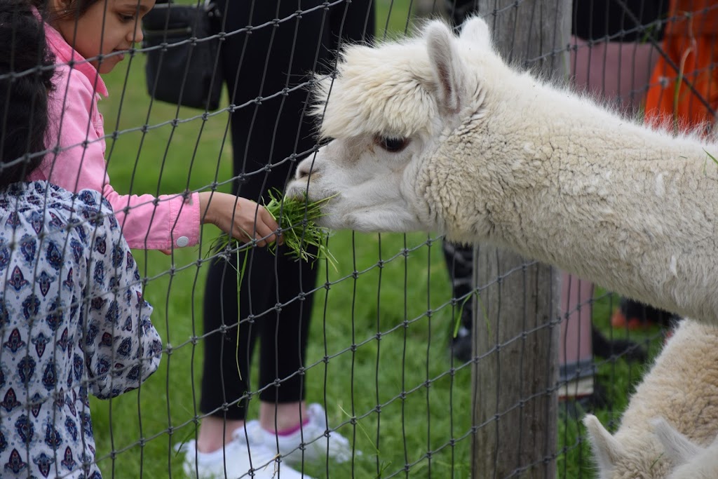 Alpacas from Eighth & Mud | 232 8th Rd E, Stoney Creek, ON L8J 3M2, Canada | Phone: (905) 308-6188