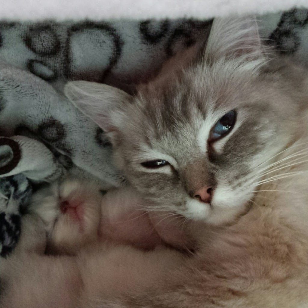 Briarshae Ragdolls Cattery | 726099 Sideroad 22B, Meaford, ON N4L 1W6, Canada | Phone: (519) 379-6203