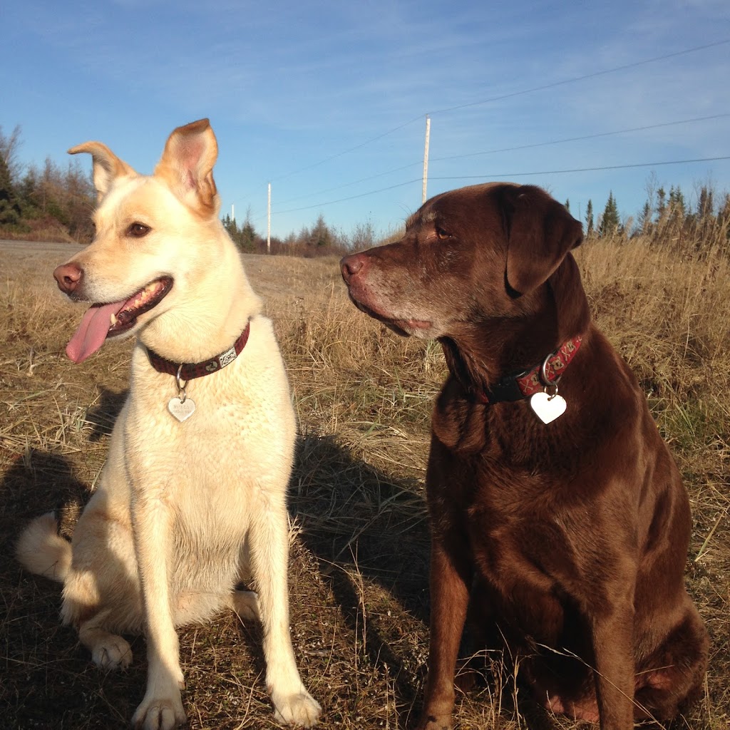 Garderie Canine aux Petits Trésors | 643 Chem. du Lac à la Truite, Thetford Mines, QC G6G 5R7, Canada | Phone: (418) 814-9366