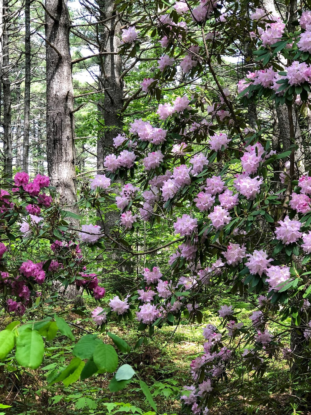 Outdoor Nova Scotia | Shore View Dr, Brooklyn, NS B0J 1H0, Canada | Phone: (902) 354-8582