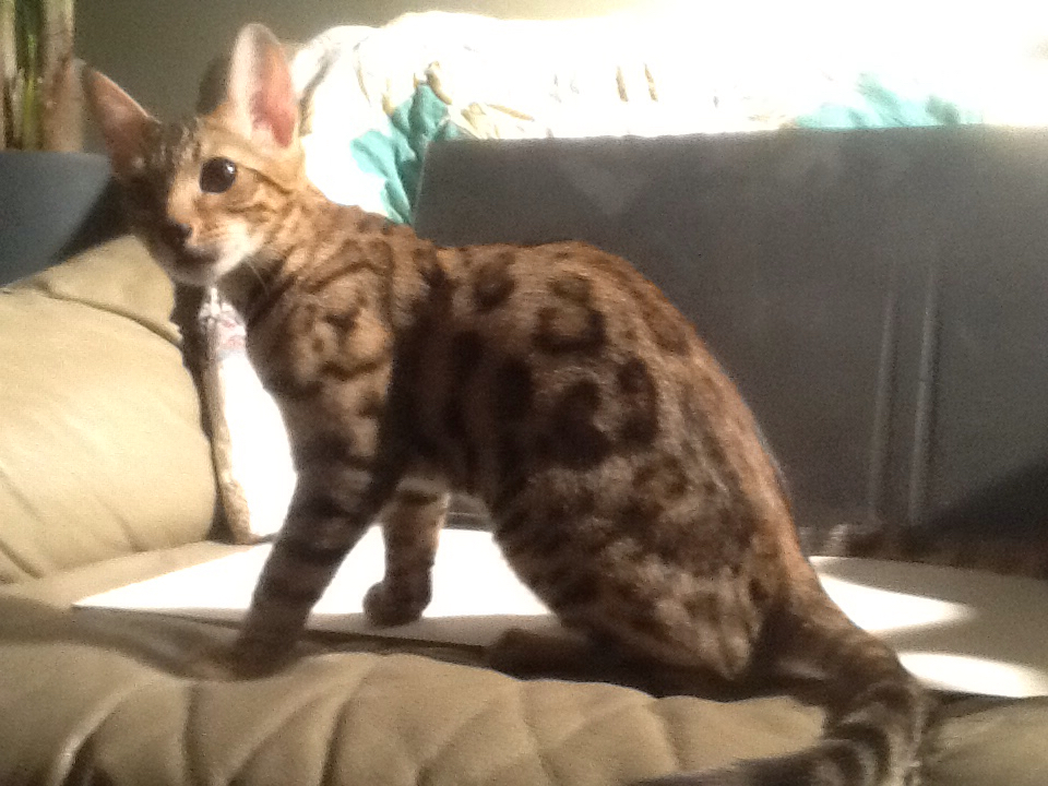 Bengal Marland Cattery | 825/92 Dundalk Dr, London, ON N6C 3V6, Canada | Phone: (226) 777-4287