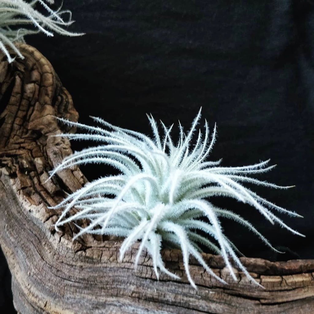 Daves Air Plant Corner (Appointment-only Pick-up Location) | 90 Crockamhill Dr Unit 20, Scarborough, ON M1S 2K9, Canada | Phone: (647) 857-1537