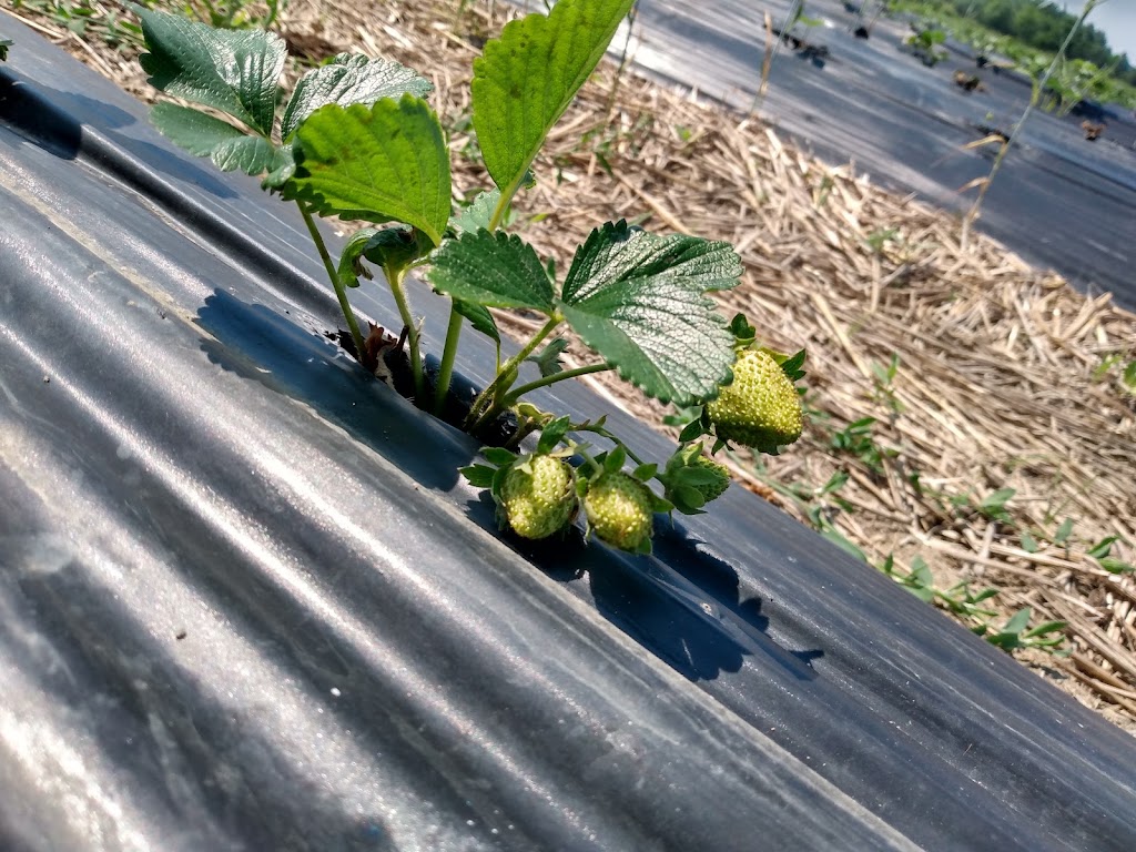 Fraises De LIle DOrleans | 7278 Chem. Royal, Saint-Laurent-de-lÎle-dOrléans, QC G0A 3Z0, Canada | Phone: (418) 995-1281