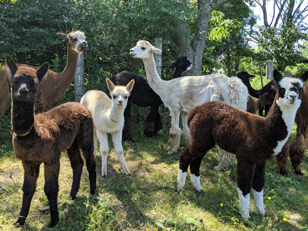 DL Farms Alpaca (registered Alpaca and Products) | RR1, 542 Amberley Rd, Lucknow, ON N0G 2H0, Canada | Phone: (519) 528-2406