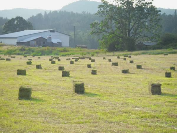 Maple Bay Farm | 1100 Herd Rd, Duncan, BC V9L 5W9, Canada | Phone: (250) 710-6025