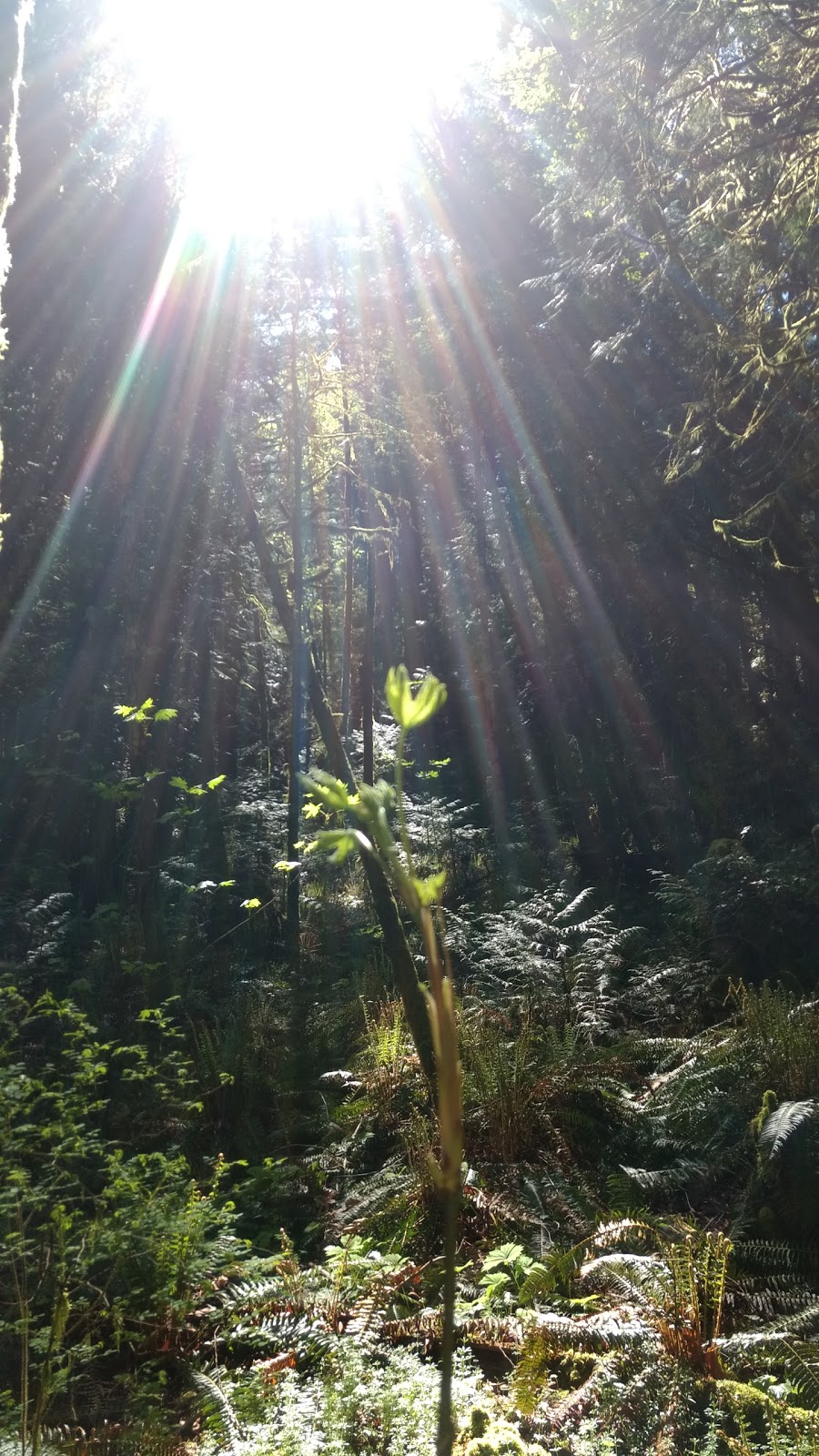 Mount Work Regional Park - Ross Durrance Road Parking Lot | Ross Durrance Rd, Victoria, BC V9E 1G8, Canada