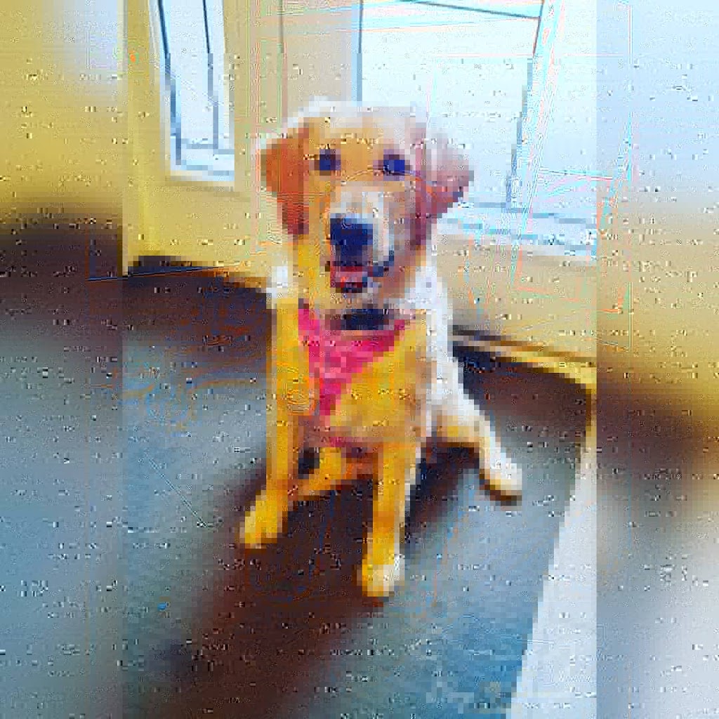 Élevage Diamigold Golden Retriever | 323 Rue Paquet, Saint-François-Xavier-de-Brompton, QC J0B 2V0, Canada | Phone: (819) 932-8844