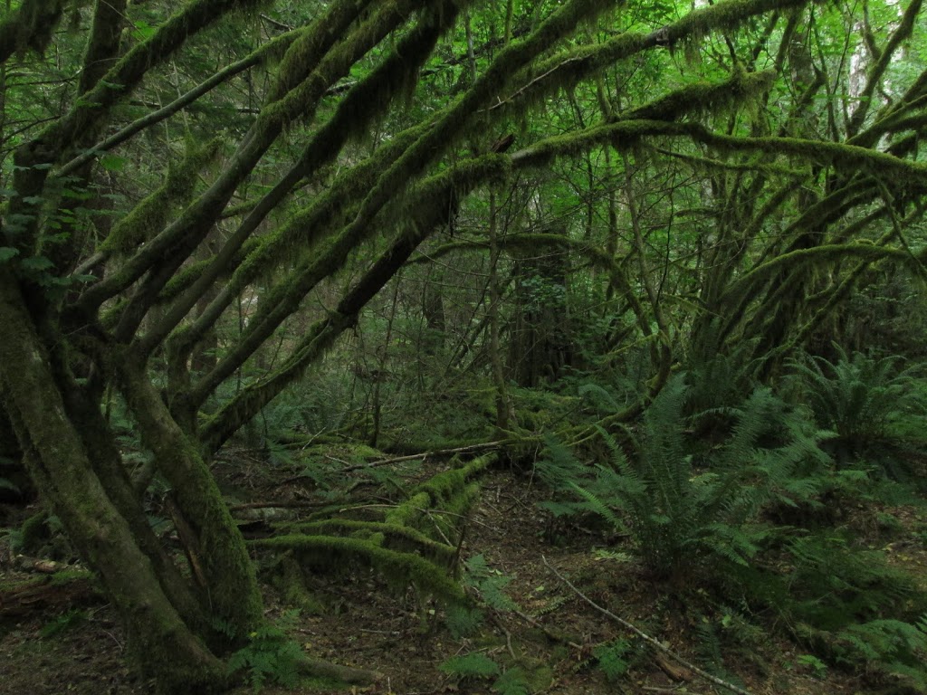 Upper Shannon Falls Trail | Squamish, BC V0N 1T0, Canada